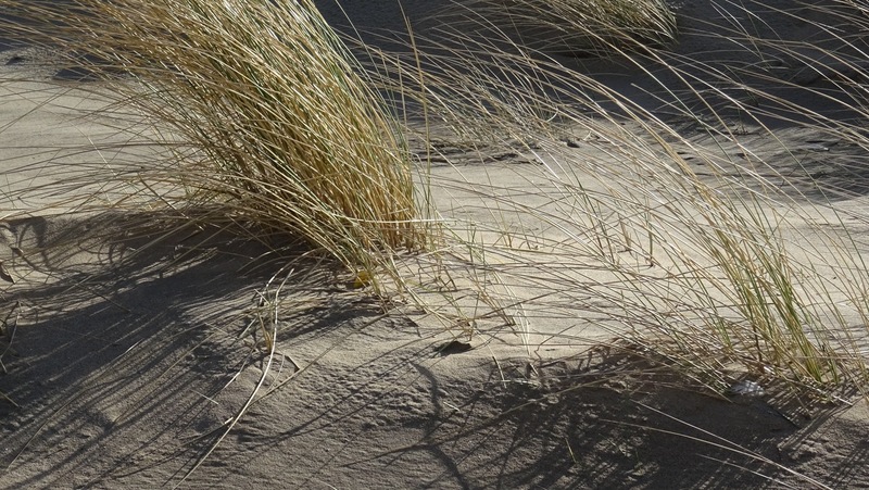 Strand en Duinen.