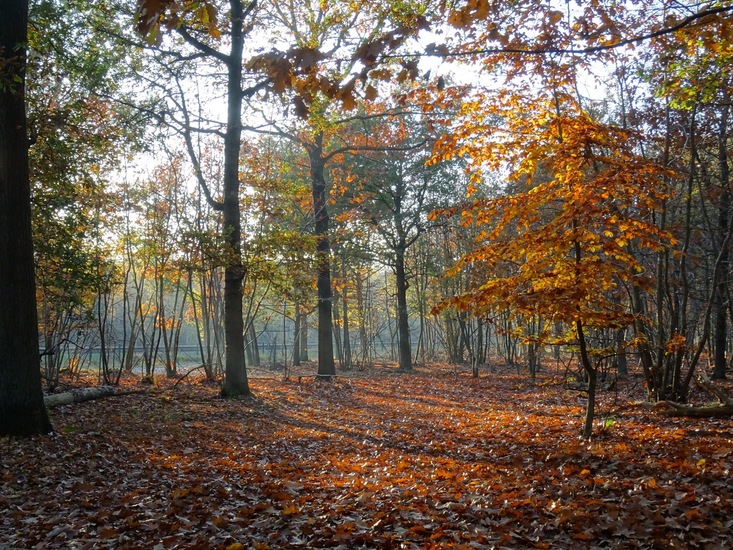 Herfstbos.