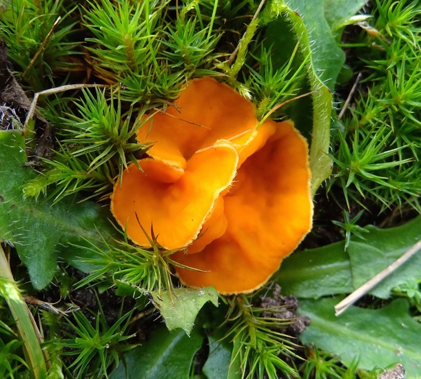 Oranje bekerzwammetje.