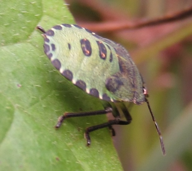 Nimf van de Stinkwants.