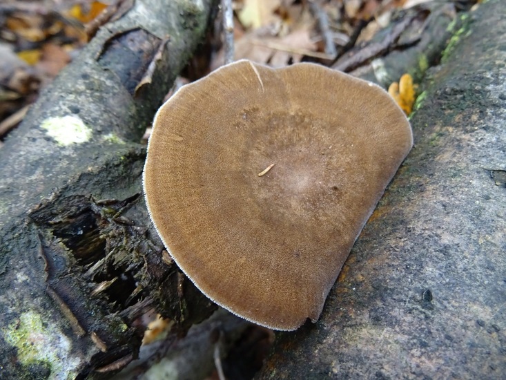 Hoed van de Winterhoutzwam.