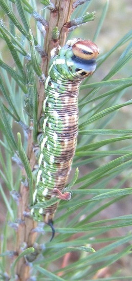 Dennenpijlstaartrups.