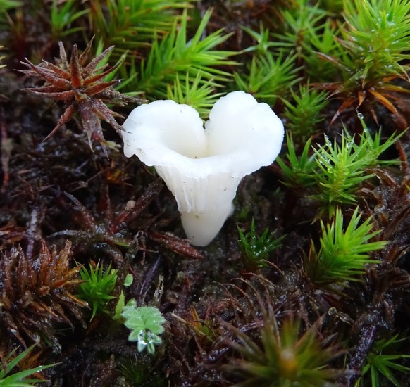 Wit Heidetrechtertje.