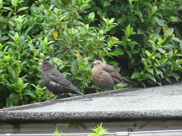 Merel man en jonge Merel.