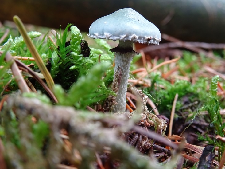 Echte Kopergroenzwam.