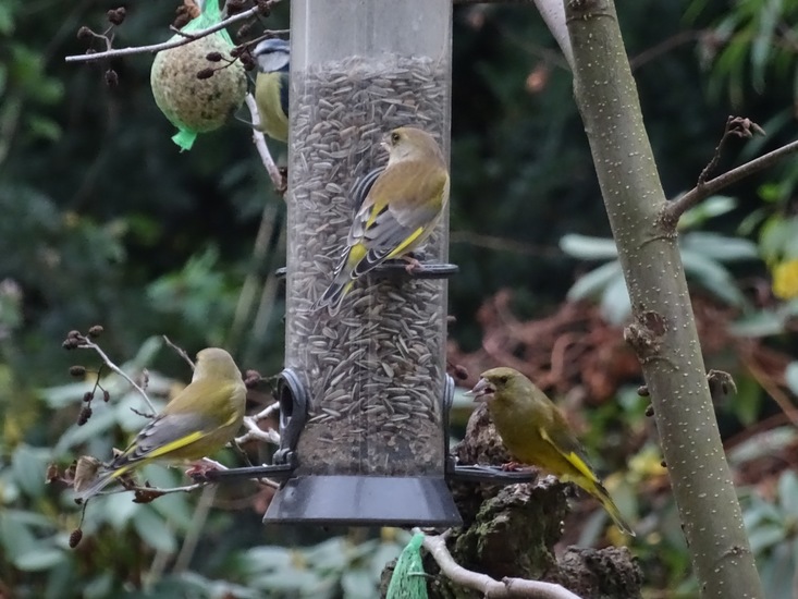 Drie Groenlingen en een Meesje.