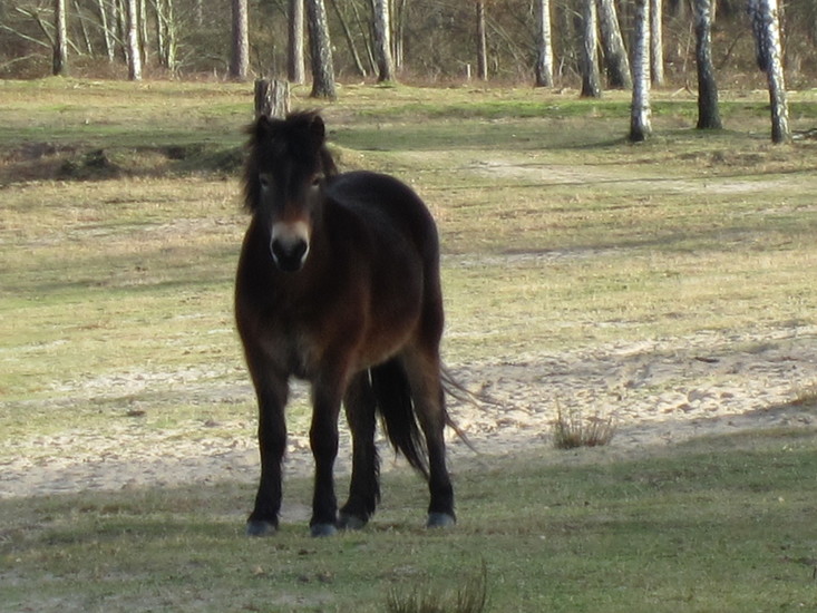 Wild paard.