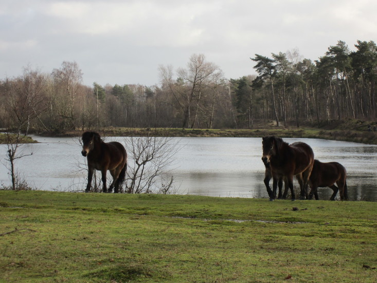 Wilde paarden.
