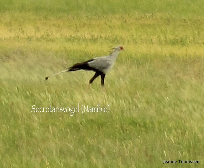 Secretarisvogel.