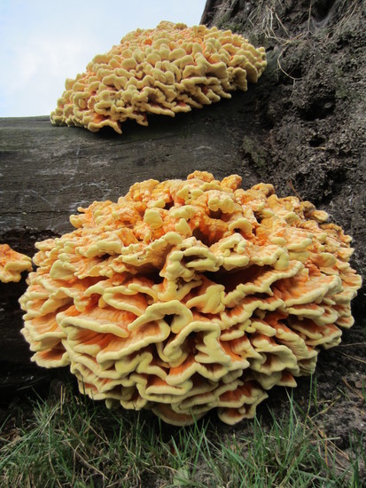Zwavelzwammen.