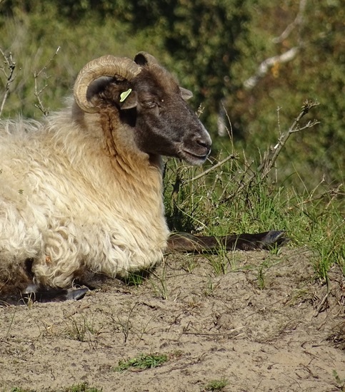 Drents Heideschaap.