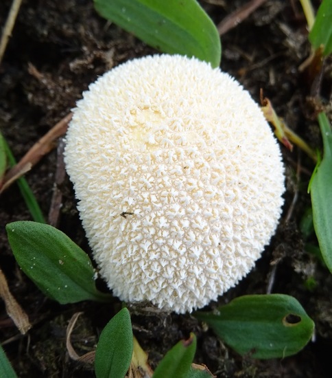 Close up van mooie Parelstuifzwam.