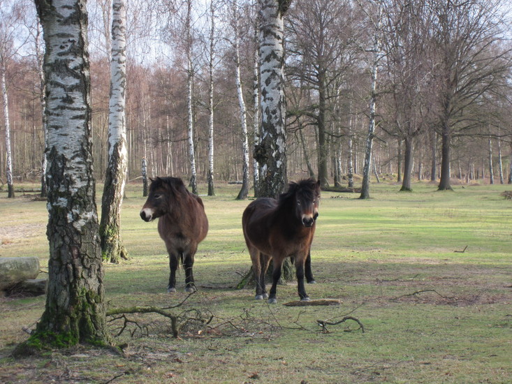 Mooie pony's.