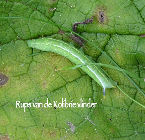 Rups van de kolibrie.