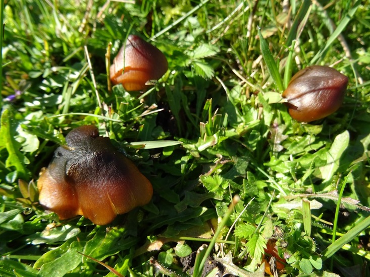 Zwartwordende Wasplaat.