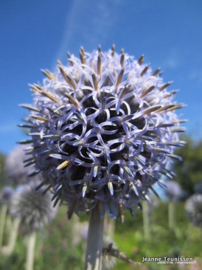 Allium.