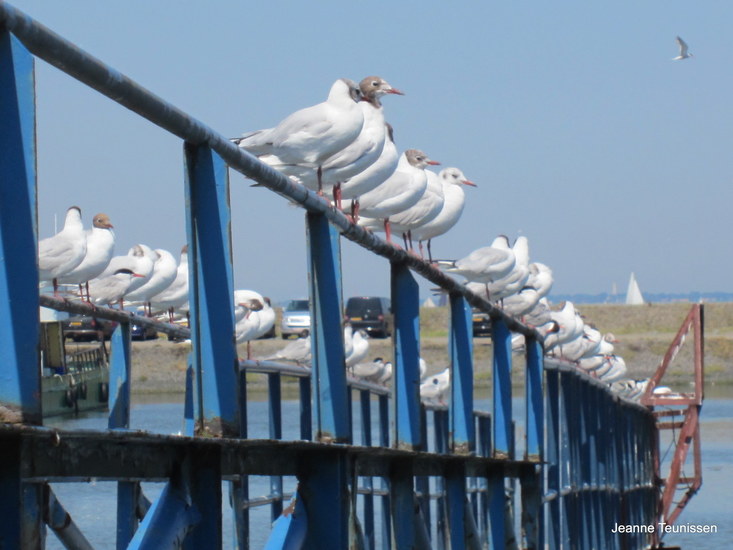 Vlakbij de Waddenzee.