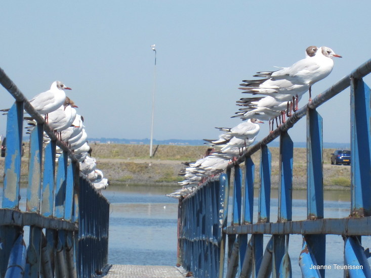 Allemaal op een rijtje.