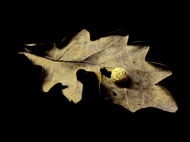 Eikenblad met gal.