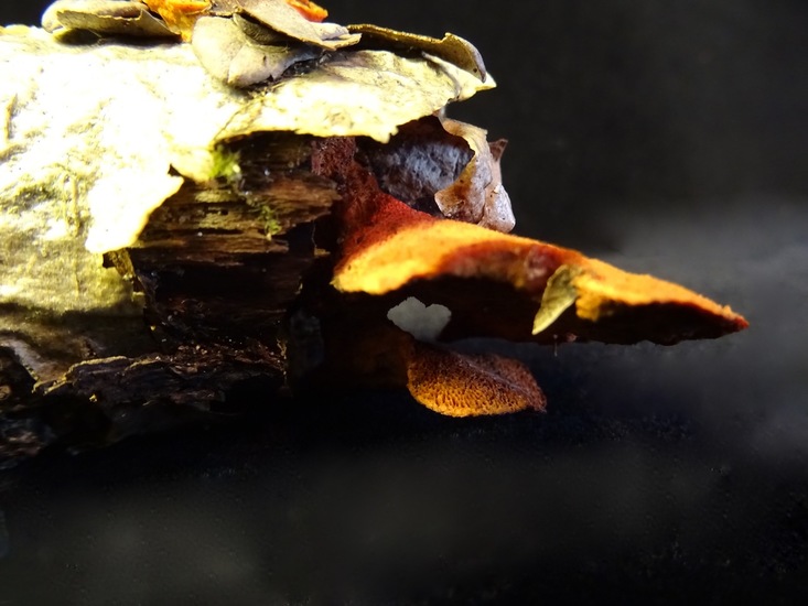 Klein vermiljoenzwammetje.