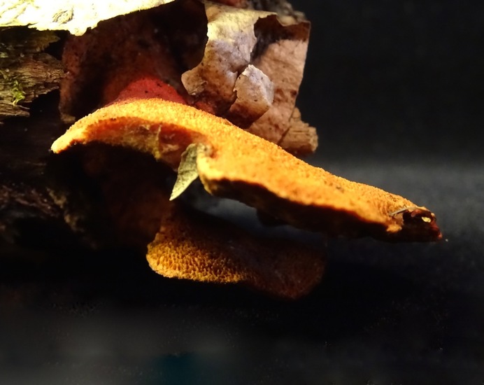 Klein vermiljoenzwammetje.