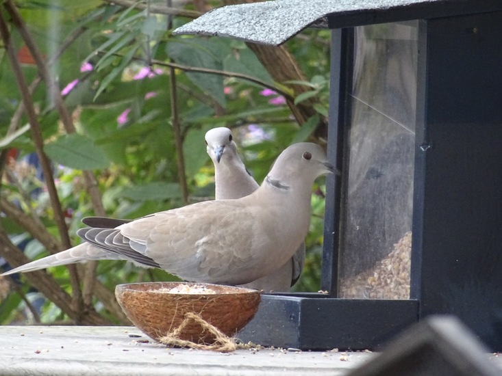 Turkse tortel paartje.