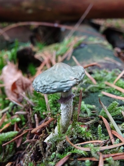 Echte Kopergroenzwam.