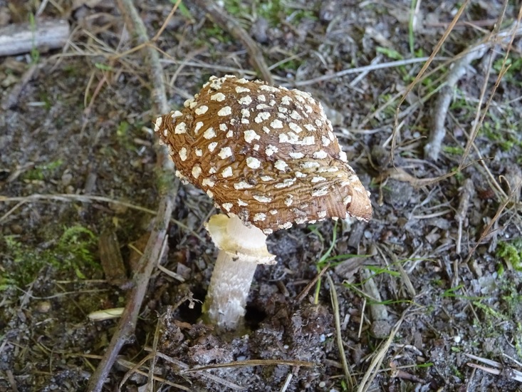 Amanita Pantherina.