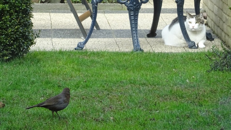 Annabel en een Merel.