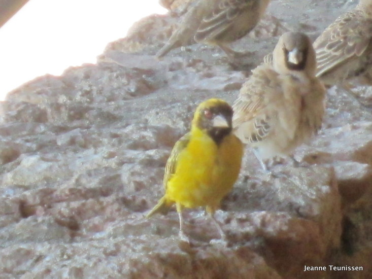 Kleine textor wever en de republikeinwever.