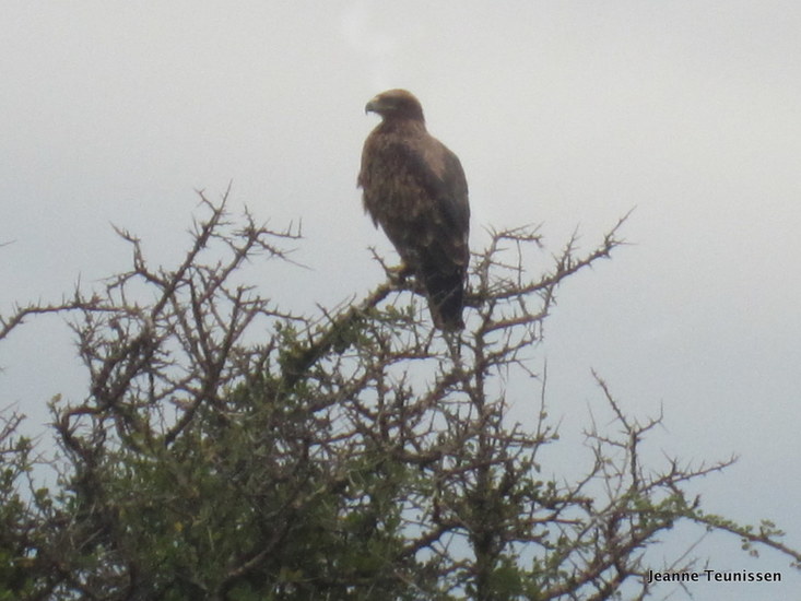 Tawny eagle.
