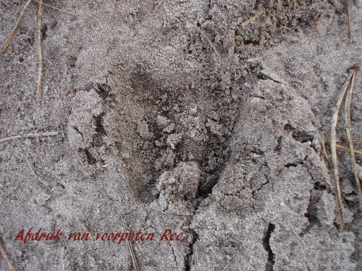 Afdruk voorpoten ree.