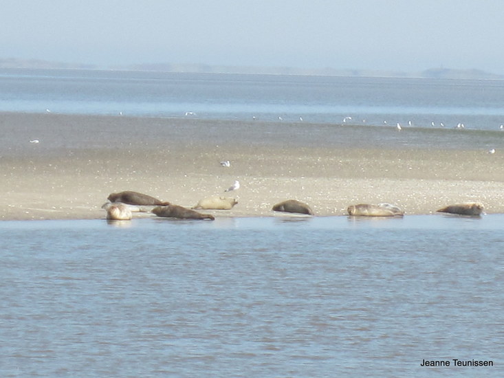 Waddenzee.