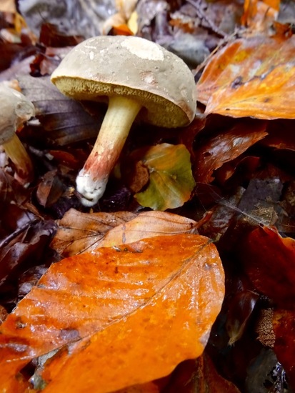 Roodsteelfluweelboleet.