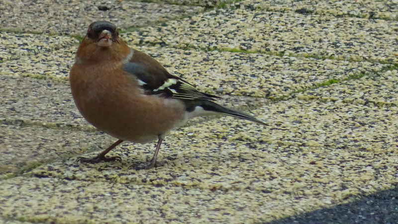 Vink.