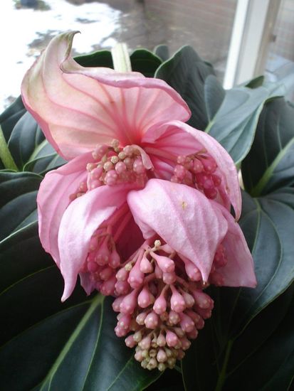 Medinilla.
