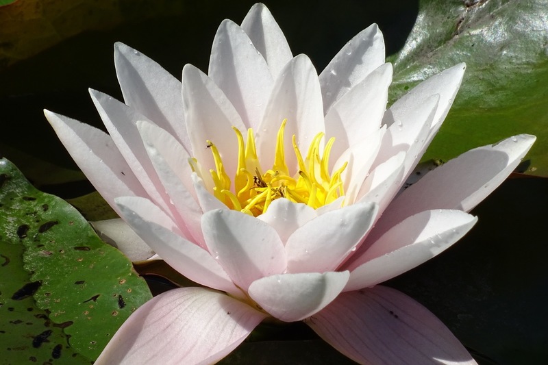 Waterlelie.