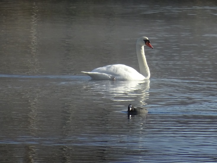 Zwaan en Meerkoet.