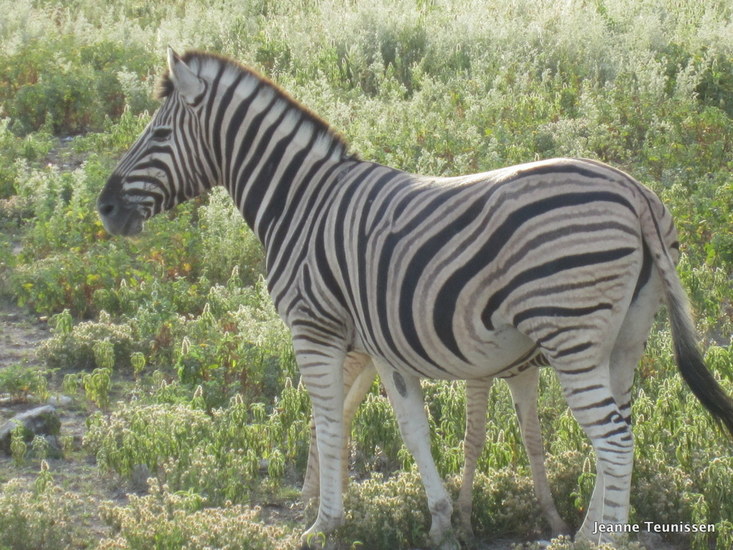 Zebra.