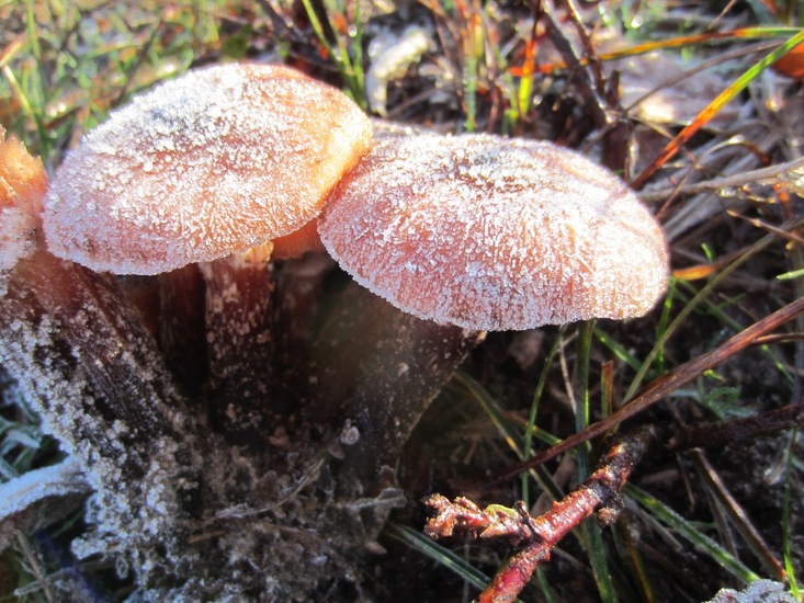 Boleet met schimmeleter.