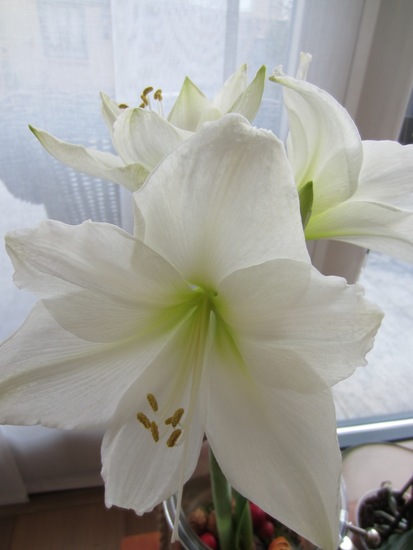 Witte Amarillis.