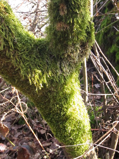 Met mos bedekt.