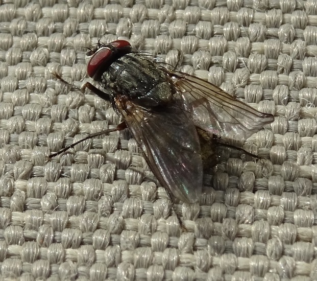 Gewone huisvlieg.