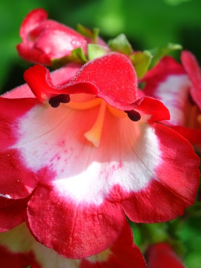 Penstemon Hartewegii.