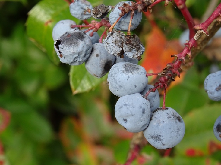 Berberis Aquifolium.