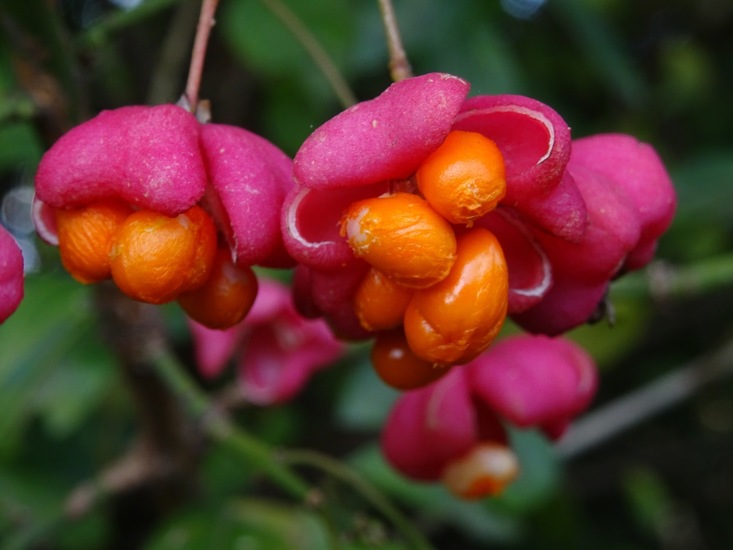 Wilde kardinaalsmuts.