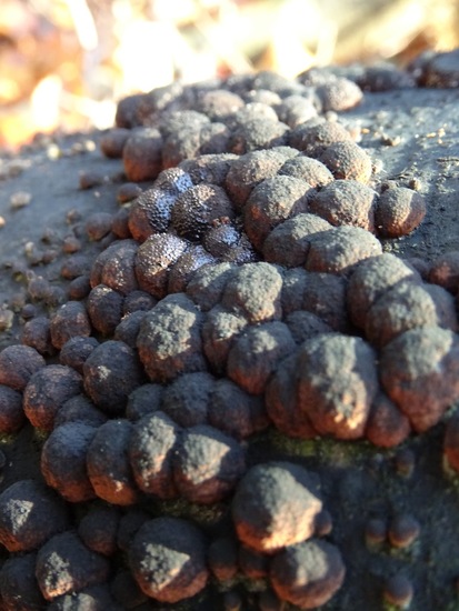 Roestbruine kogelzwam - Hypoxylon fragiforme.