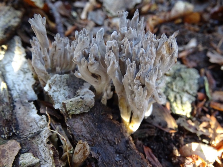 Asgrauwe koraalzwam.