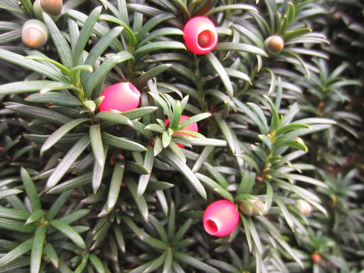 Taxus.