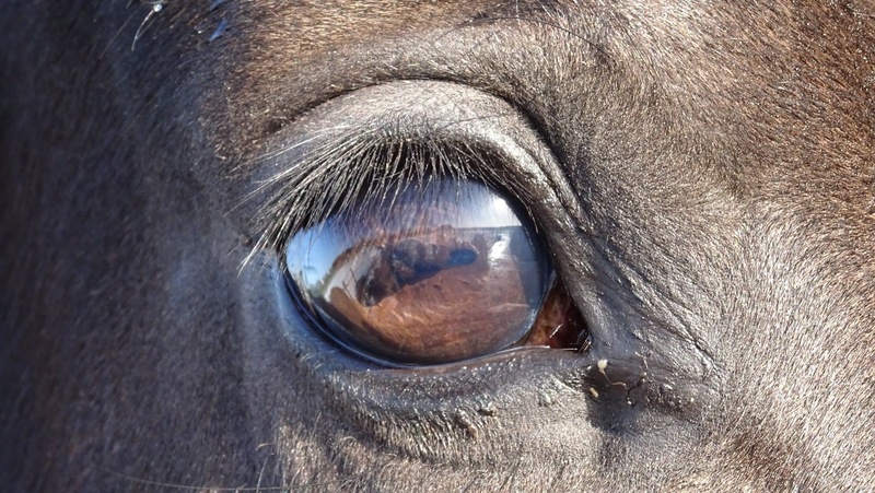 Paardenoog.